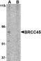 BRISC And BRCA1 A Complex Member 2 antibody, NBP1-76830, Novus Biologicals, Western Blot image 