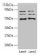 VOPP1 WW Domain Binding Protein antibody, LS-C211618, Lifespan Biosciences, Western Blot image 
