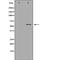 Karyopherin Subunit Alpha 2 antibody, orb228645, Biorbyt, Western Blot image 