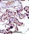 Neural Precursor Cell Expressed, Developmentally Down-Regulated 9 antibody, abx028164, Abbexa, Immunohistochemistry frozen image 