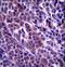 Armadillo Repeat Containing 9 antibody, LS-C156501, Lifespan Biosciences, Immunohistochemistry frozen image 