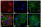 Rat IgG Isotype Control antibody, A18744, Invitrogen Antibodies, Immunofluorescence image 