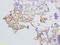 Solute Carrier Family 44 Member 1 antibody, GTX51574, GeneTex, Immunohistochemistry paraffin image 