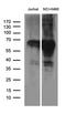 General Transcription Factor IIA Subunit 1 Like antibody, LS-C795690, Lifespan Biosciences, Western Blot image 