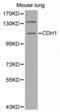 Cadherin 1 antibody, abx002199, Abbexa, Western Blot image 