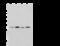 14-3-3 protein theta antibody, 107197-T32, Sino Biological, Western Blot image 
