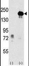Euchromatic Histone Lysine Methyltransferase 1 antibody, PA5-11135, Invitrogen Antibodies, Western Blot image 