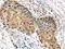 Ubiquitin Domain Containing 1 antibody, CSB-PA056268, Cusabio, Immunohistochemistry frozen image 