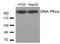 Protein Kinase, DNA-Activated, Catalytic Subunit antibody, AP02696PU-S, Origene, Western Blot image 