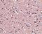 Lag antibody, PA5-20383, Invitrogen Antibodies, Immunohistochemistry frozen image 