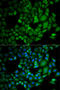 Prostaglandin F synthase antibody, LS-C748613, Lifespan Biosciences, Immunofluorescence image 