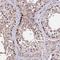DEAD-Box Helicase 55 antibody, HPA044101, Atlas Antibodies, Immunohistochemistry frozen image 