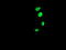 Forkhead Box I1 antibody, LS-C175142, Lifespan Biosciences, Immunofluorescence image 