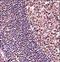 Pan antibody, LS-C161771, Lifespan Biosciences, Immunohistochemistry frozen image 