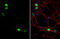 VAMP Associated Protein B And C antibody, GTX131631, GeneTex, Immunofluorescence image 