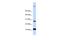 WD Repeat Domain 83 Opposite Strand antibody, A17419, Boster Biological Technology, Western Blot image 