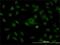 Stromal Antigen 1 antibody, H00010274-M01, Novus Biologicals, Immunofluorescence image 