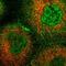 Rho Guanine Nucleotide Exchange Factor 12 antibody, HPA018911, Atlas Antibodies, Immunofluorescence image 