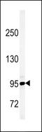 Lysine Demethylase 7A antibody, 61-796, ProSci, Western Blot image 