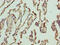 Nicolin 1 antibody, CSB-PA866273LA01HU, Cusabio, Immunohistochemistry paraffin image 