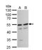 TATA-Box Binding Protein Associated Factor 7 antibody, NBP2-20556, Novus Biologicals, Western Blot image 