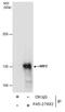 Nuclear Factor, Erythroid 2 Like 2 antibody, PA5-27882, Invitrogen Antibodies, Immunoprecipitation image 