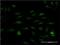 SUB1 Regulator Of Transcription antibody, H00010923-M11, Novus Biologicals, Immunocytochemistry image 