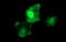 BH3 Interacting Domain Death Agonist antibody, LS-C797742, Lifespan Biosciences, Immunofluorescence image 