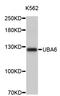 Ubiquitin Like Modifier Activating Enzyme 6 antibody, STJ26888, St John
