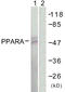 Peroxisome Proliferator Activated Receptor Alpha antibody, LS-C117922, Lifespan Biosciences, Western Blot image 