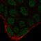 RAK antibody, HPA030479, Atlas Antibodies, Immunofluorescence image 
