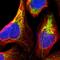 Mitochondrial Ribosomal Protein S22 antibody, HPA006083, Atlas Antibodies, Immunocytochemistry image 
