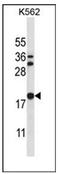 Stathmin 3 antibody, AP54080PU-N, Origene, Western Blot image 