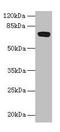 Family With Sequence Similarity 234 Member B antibody, LS-C395943, Lifespan Biosciences, Western Blot image 