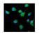 Growth Factor Receptor Bound Protein 14 antibody, A04177-2, Boster Biological Technology, Immunofluorescence image 