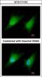 SMAD2 antibody, GTX111131, GeneTex, Immunofluorescence image 