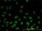 Ras association domain-containing protein 8 antibody, H00011228-M01, Novus Biologicals, Immunocytochemistry image 
