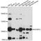 SH3 Domain Binding Protein 4 antibody, LS-C749355, Lifespan Biosciences, Western Blot image 