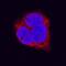 LPR1 antibody, MAB6360, R&D Systems, Immunofluorescence image 