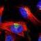 Golgi integral membrane protein 4 antibody, NBP1-91955, Novus Biologicals, Immunofluorescence image 