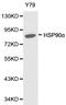 Heat shock protein HSP 90-alpha antibody, LS-C192645, Lifespan Biosciences, Western Blot image 
