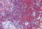 Secernin 1 antibody, MBS243433, MyBioSource, Immunohistochemistry paraffin image 