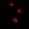 Adenylate cyclase type 5 antibody, LS-C351782, Lifespan Biosciences, Immunofluorescence image 