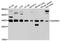 Microtubule Associated Protein RP/EB Family Member 1 antibody, A2614, ABclonal Technology, Western Blot image 