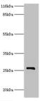 Hydroxysteroid 17-Beta Dehydrogenase 14 antibody, orb352237, Biorbyt, Western Blot image 