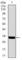 Mesoderm posterior protein 2 antibody, abx011989, Abbexa, Western Blot image 
