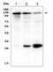 Cadherin 3 antibody, PA1363, Boster Biological Technology, Western Blot image 