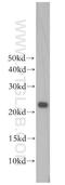 Biliverdin Reductase B antibody, 17727-1-AP, Proteintech Group, Western Blot image 