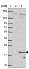 Chromosome 19 Open Reading Frame 73 antibody, PA5-64057, Invitrogen Antibodies, Western Blot image 