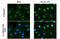 ATR Serine/Threonine Kinase antibody, GTX635571, GeneTex, Immunofluorescence image 